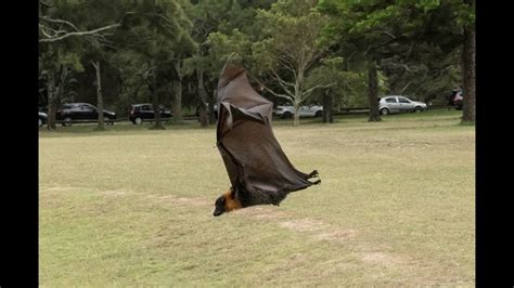 Hard Releasing A Rescued Flying Fox This Is Mitchell Youtube