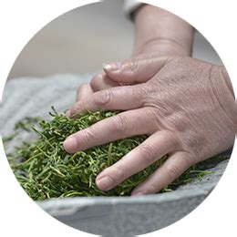 methods  tea rolling kneading processing