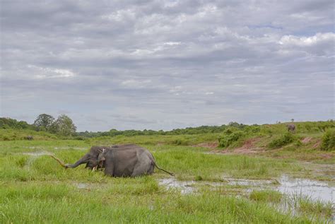 Taman Nasional Way Kambas Habibat Eksotis Gajah Sumatera Yang Menakjubkan