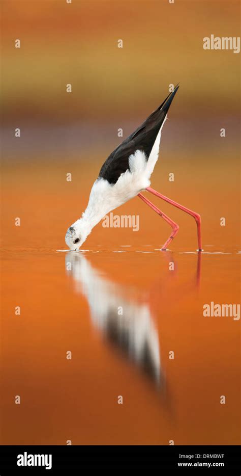 Male Black Winged Stilt Himantopus Himantopus Wading In Water