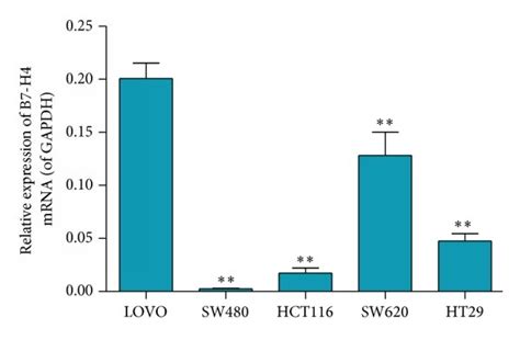 B7 H4 Expression In Colorectal Carcinoma LOVO SW480 HCT116 SW620