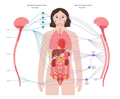 Autonomic Nervous System Stock Vector Illustration Of Neurology