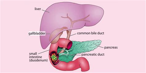 Lipids In The Human Body