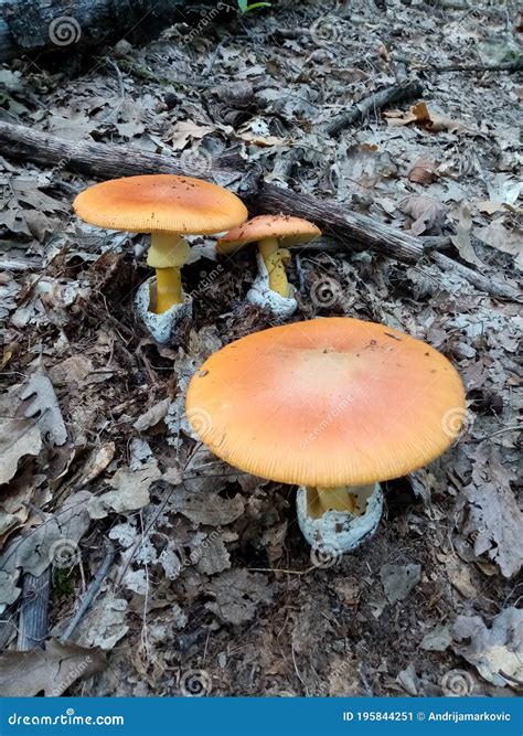 Edible forest mushrooms stock image. Image of moss, flora - 195844251