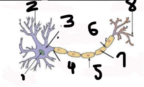 Final Nervous System Flashcards Quizlet