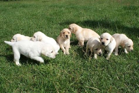 What Color Labrador Is Best A Guide To Main Lab Colors Labrador Wise