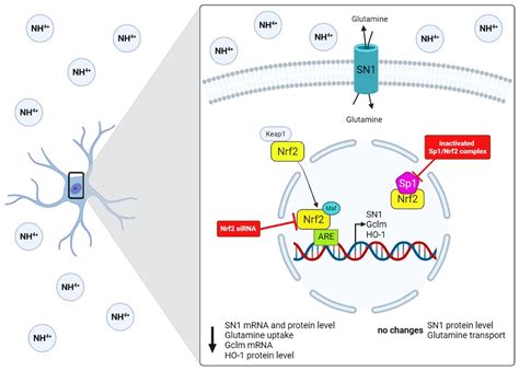 Ijms Free Full Text The Role Of Nrf Transcription Factor And Sp