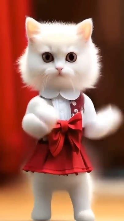 Cute Cat Dance 😸😺🙊 Youtube