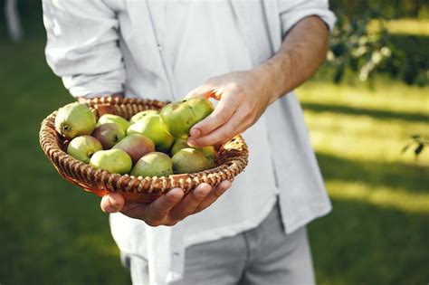 Fr Hlicher Bauer Mit Bio Pfeln Im Garten Gr Ne Fr Chte Im Weidenkorb