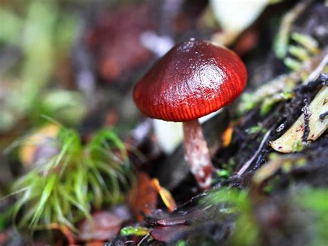 Wine Cap Mushrooms Cultivation How To Grow Wine Cap Mushrooms