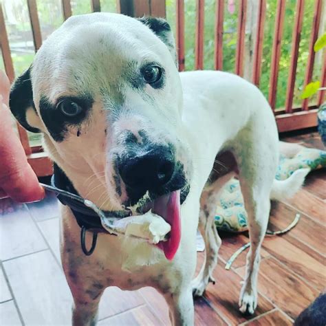Can Dog Eat Cool Whip