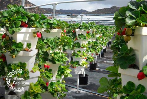 Aprende Cómo Cultivar Fresas En Tu Jardín Flores Castillón