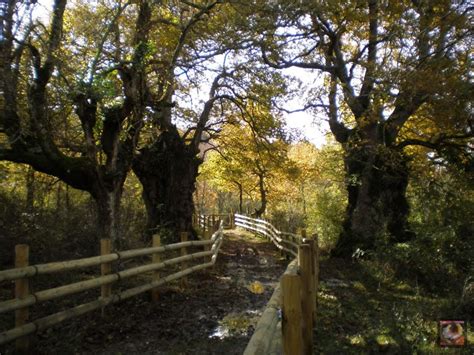 Ruta De Los Robles Centenarios De Lava Desc Brela