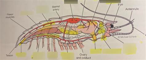 Crayfish Internal Anatomy Diagram Quizlet