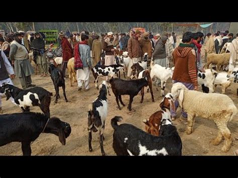 Punjab Ki Sasti Bakra Mandi Sheep Goat Mandi Youtube