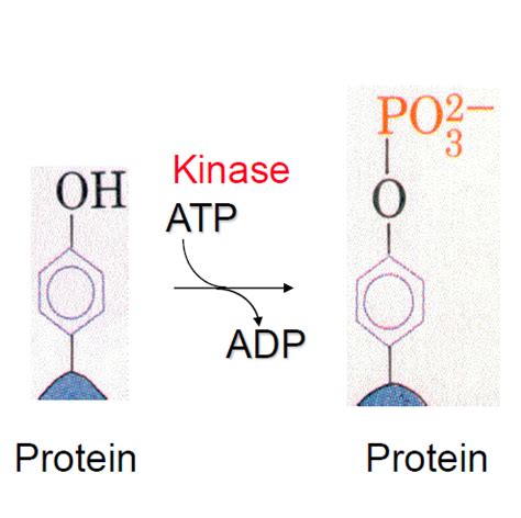 Signaling Through Receptor Tyrosine Kinases And Cytokine Receptors