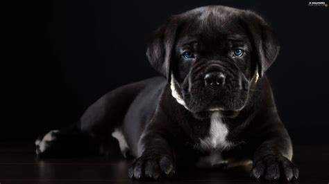 Dog Puppy Cane Corso Lying For Desktop Wallpapers 2560x1440