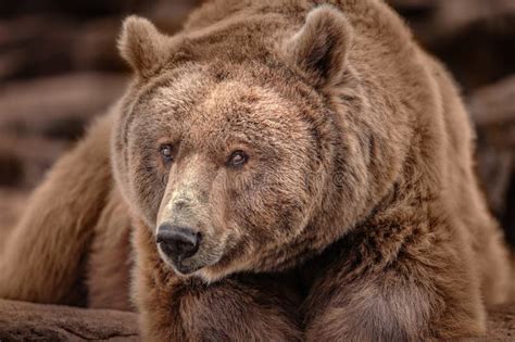 Close Up Of A Brown Bear Resting On Some Rocks Stock Image Image Of