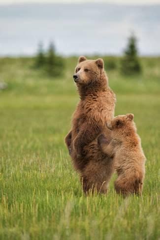 Coastal Brown Bears Standing Up In A Sedge Field In Lake Clark