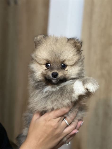 Catelus Pomeranian Oradea OLX Ro