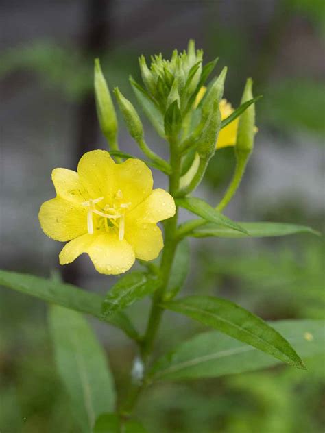 Common Evening Primrose Oenothera Biennis Western Carolina