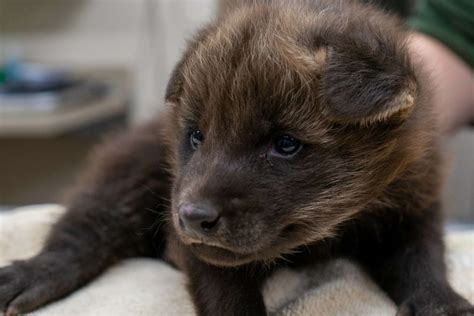 Rare baby maned wolf melts hearts at Texas zoo