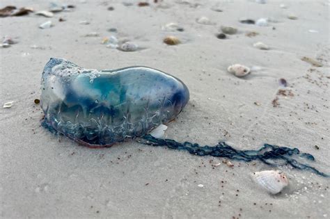 Portuguese Man O War Spotted On Anna Maria Island And Other Florida