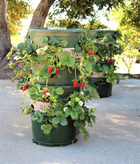 Diy Strawberry Planter Ideas Bed Container And Vertical