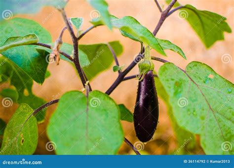 Solanum Melongena