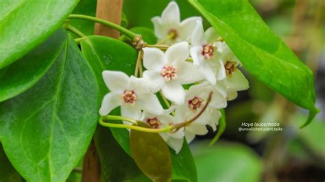 Types Of Hoya Plants Your Guide Through Different Hoya Varieties