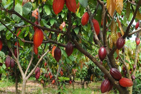 Produtores De Cacau Querem Polo Capixaba De Chocolate Agroneg Cios No