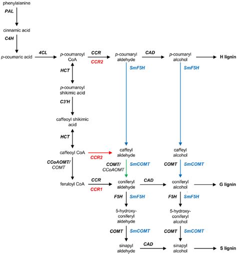 Generic Pathway Diagram Of Lignin Biosynthesis With Species Specific