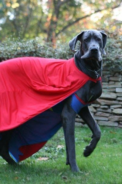 9 best Black lab costumes images on Pinterest | Dog halloween costumes ...