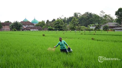 Bps Rilis Angka Kesejahteraan Petani Ntp Provinsi Meningkat