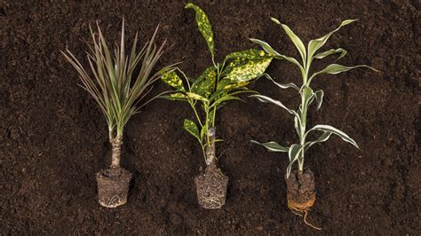 Different Soil Types for Plants - Seeds of Change