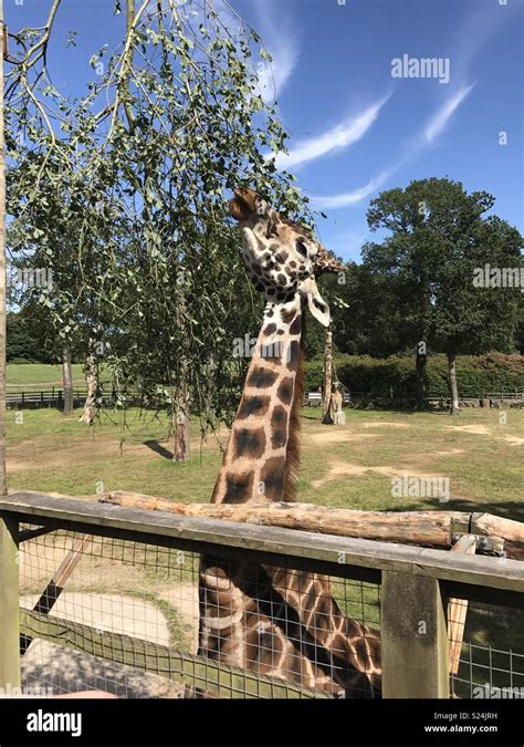 Knowsley safari park. hi-res stock photography and images - Alamy