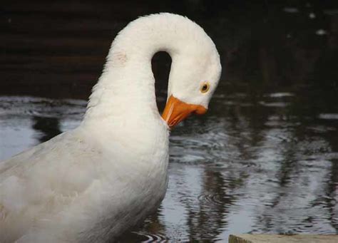 Male Goose Pruning Felix Francis Flickr