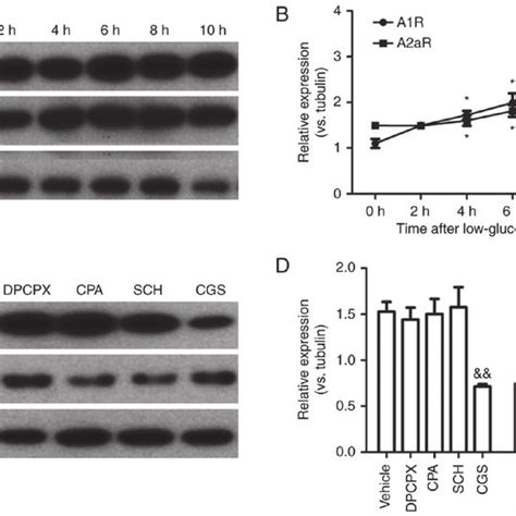 Effects Of A1r And A2ar On The Activation Of Microglia A Download Scientific Diagram