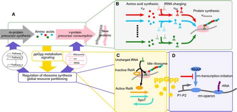 Model Of E Coli Growth And Regulation Of Its Ribosome Concentration Download Scientific