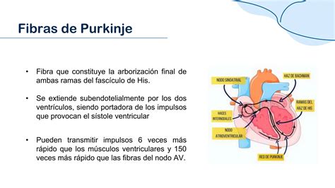 Sistema De Conduccion Cardiaca Pptx Descarga Gratuita