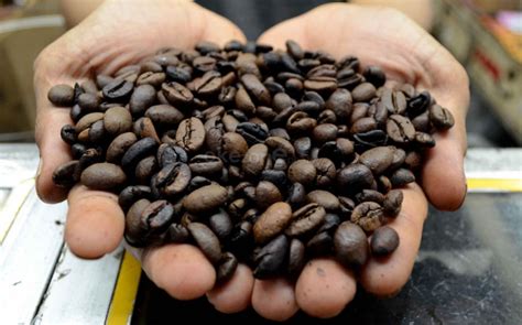 Begini Cara Bikin Kopi Indonesia Mendunia Okezone Economy