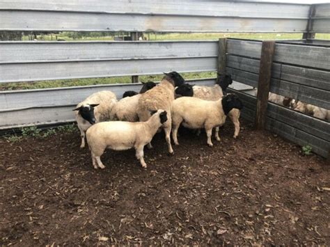 Black Head Dorper Sheep For Sale National Csa Directory