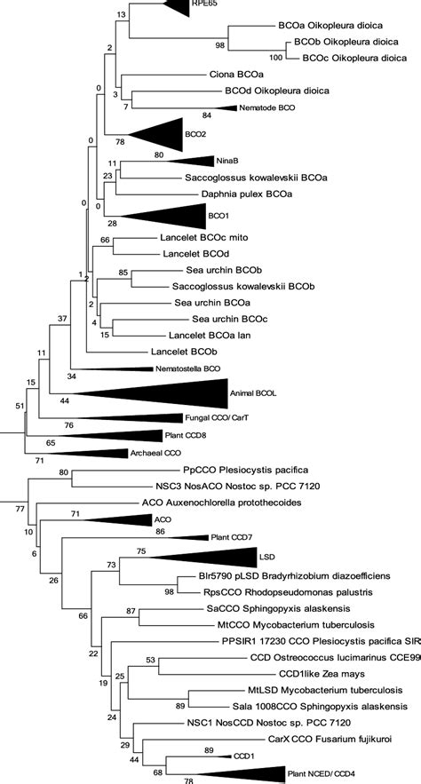 The Phylogenetic Tree Of The Carotenoid Cleavage Oxygenase Cco