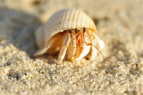 Hermit Crab On Beach