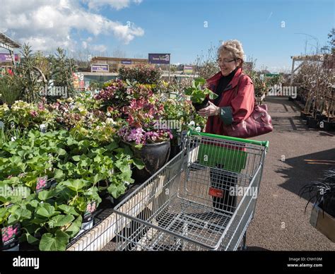 Older woman in garden centre/center examining plants Stock Photo - Alamy