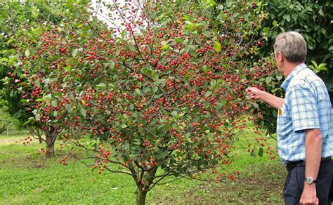 Fruit Trees For Sale Buy Fruit Trees From Stark Bros Nurseries