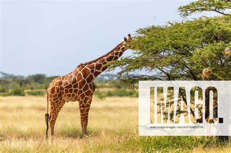 Somalia Giraffes Eat The Leaves Of Acacia Trees A Somalia Giraffes Eat