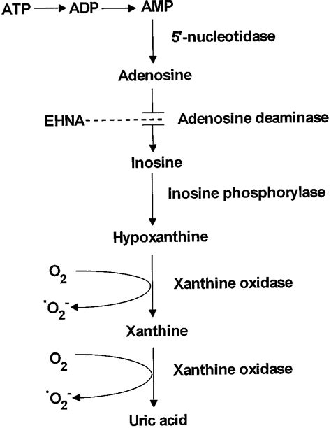 Schematic Diagram Illustrating The Reaction Pathways By Which Adenine Download Scientific