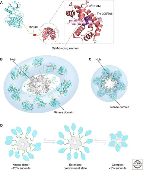 Structural Insights Into The Regulation Of Ca Calmodulin Dependent