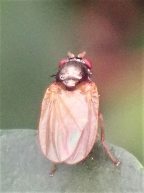 Calliopum Calliopum Indet C Christine Laumann Naturgucker De